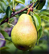 Bartlett Pear