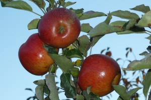 Ripe Spitzenberg apples