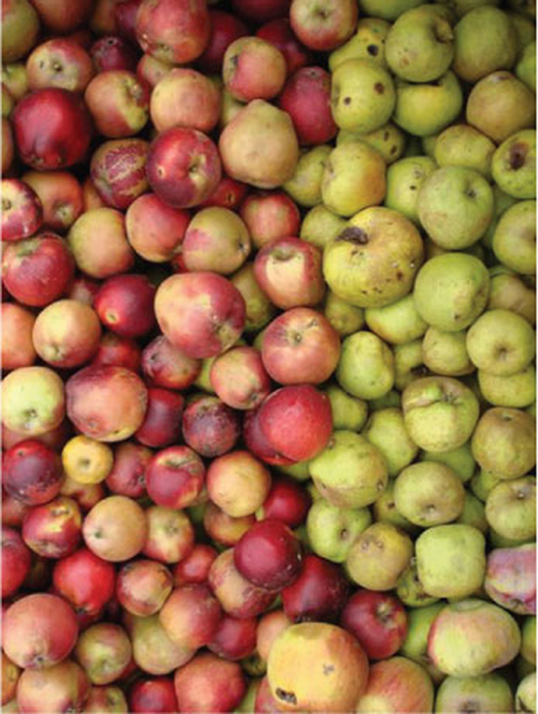 heirloom apple varieties