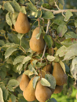 pears-perrys