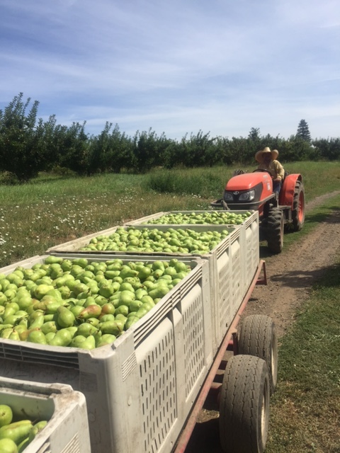 Bartlett Pear Harvest
