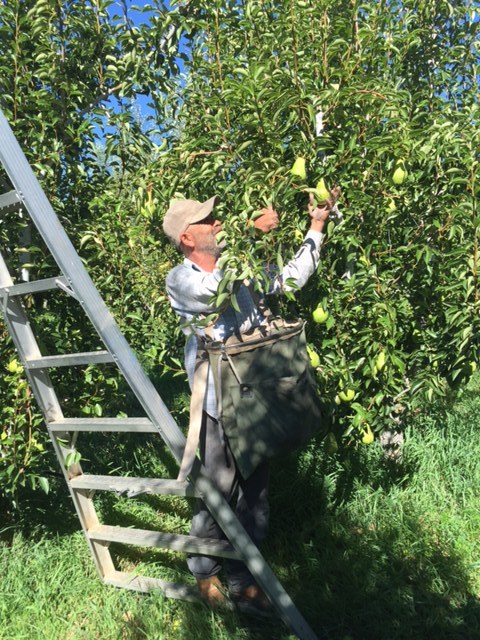 Bartlett Pear Harvest